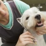 The Most Important Insurance Coverage for Pet Groomers