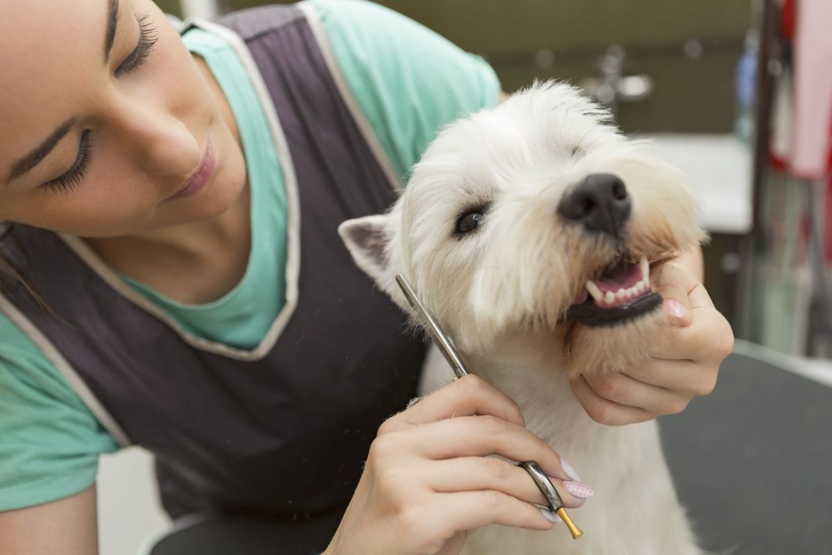The Most Important Insurance Coverage for Pet Groomers